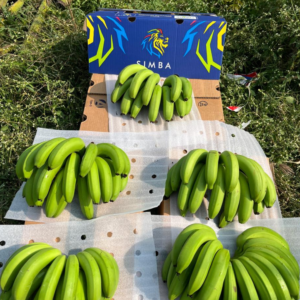 Fresh Bananas